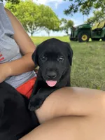 Purple, a female Labrador Retriever for sale in Temple, TX – 1 of 2