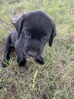 White, a female Labrador Retriever for sale in Temple, TX – 1 of 3