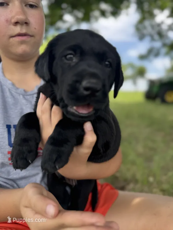 Yellow – Labrador Retriever puppy for sale in Temple, TX