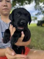 Yellow, a female Labrador Retriever for sale in Temple, TX – 1 of 3