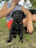 Yellow, a female Labrador Retriever for sale in Temple, TX – 2 of 3