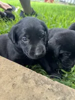Blue, a female Labrador Retriever for sale in Temple, TX – 2 of 2
