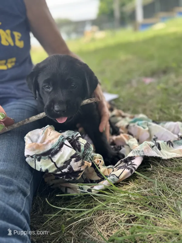 Red – Labrador Retriever puppy for sale in Temple, TX