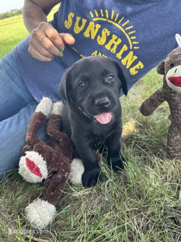 Green – Labrador Retriever puppy for sale in Temple, TX