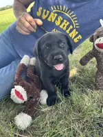 Green, a male Labrador Retriever for sale in Temple, TX – 1 of 1