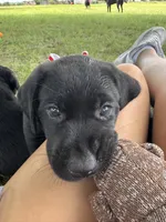 White, a female Labrador Retriever for sale in Temple, TX – 2 of 3
