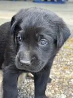 Purple, a female Labrador Retriever for sale in Temple, TX – 2 of 2