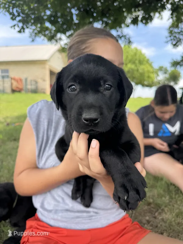 Blue – Labrador Retriever puppy for sale in Temple, TX