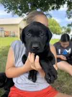 Blue, a female Labrador Retriever for sale in Temple, TX – 1 of 2