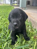 White, a female Labrador Retriever for sale in Temple, TX – 3 of 3