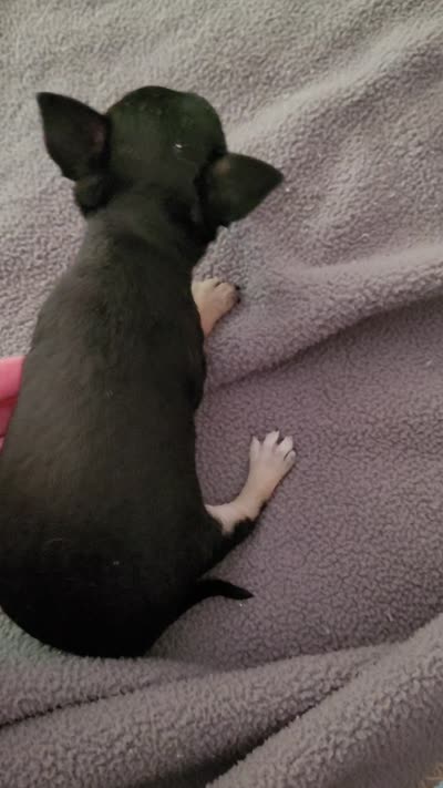 Rose, a female Chihuahua for sale in Augusta, GA – 2 of 2