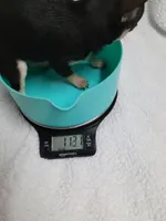 Dorothy estimated 4.5lbs, a female Chihuahua for sale in Augusta, GA – 3 of 6