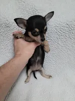 Dorothy estimated 4.5lbs, a female Chihuahua for sale in Augusta, GA – 1 of 6