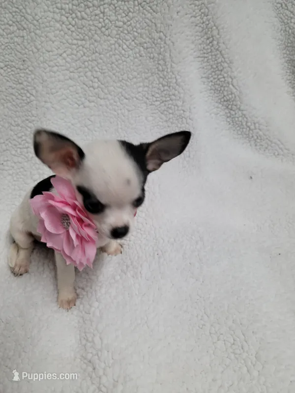 Sophia estimated 3.5lbs – Chihuahua puppy for sale in Augusta, GA