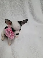 Sophia estimated 3.5lbs, a female Chihuahua for sale in Augusta, GA – 1 of 7