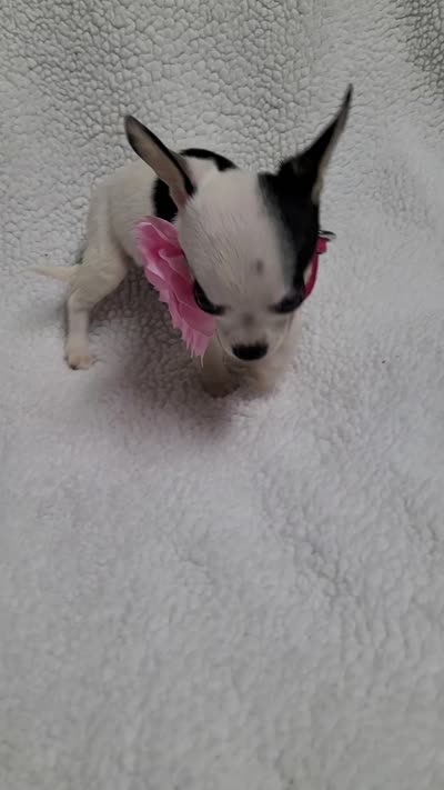 Sophia estimated 3.5lbs, a female Chihuahua for sale in Augusta, GA – 7 of 7