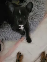 Bluey, a male Chihuahua for sale in Augusta, GA – 2 of 3