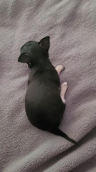 The Golden Girls , a female Chihuahua for sale in Augusta, GA – 4 of 5