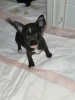 Bluey, a male Chihuahua for sale in Augusta, GA – 1 of 3