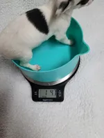 Sophia estimated 3.5lbs, a female Chihuahua for sale in Augusta, GA – 4 of 7