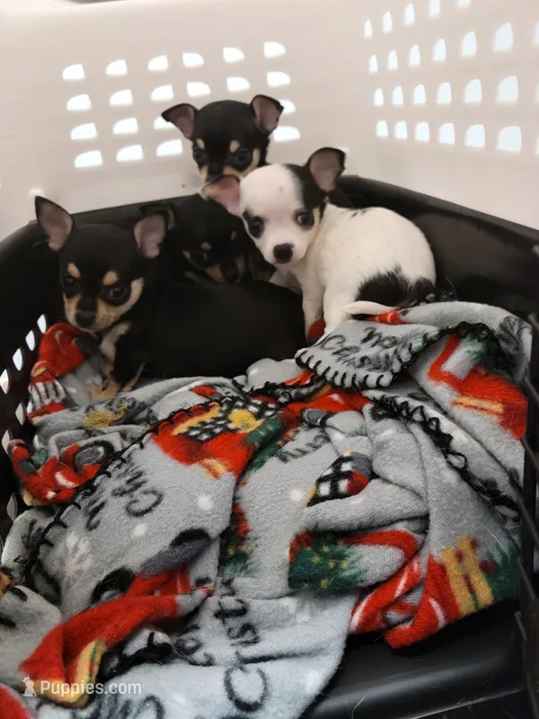 Blanche  – Chihuahua puppy for sale in Augusta, GA
