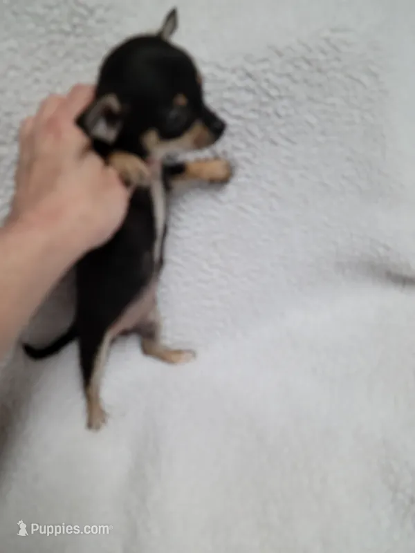 Blanche estimated 4.5lbs – Chihuahua puppy for sale in Augusta, GA