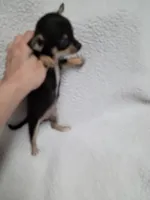 Blanche estimated 4.5lbs, a female Chihuahua for sale in Augusta, GA – 1 of 5