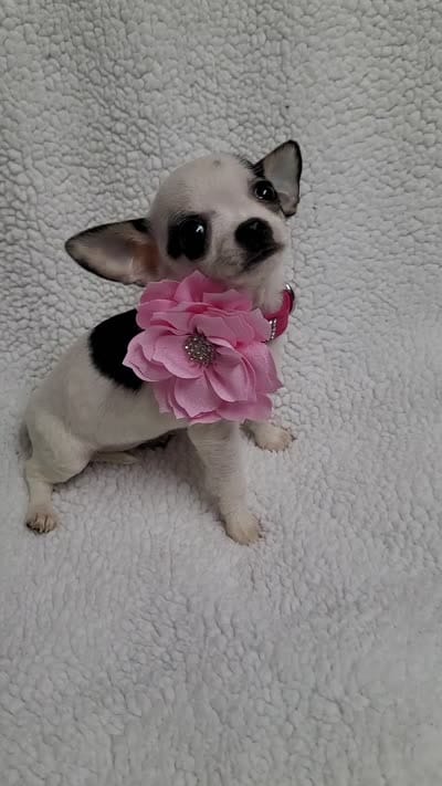 Sophia estimated 3.5lbs, a female Chihuahua for sale in Augusta, GA – 5 of 7