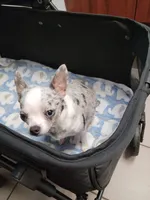 Bluey, a male Chihuahua for sale in Augusta, GA – 6 of 6