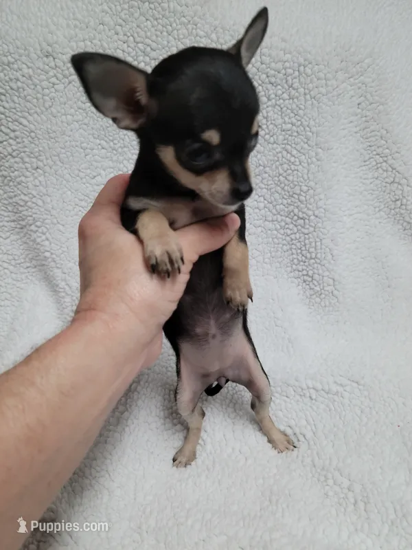 Rose estimated 3.5lbs – Chihuahua puppy for sale in Augusta, GA