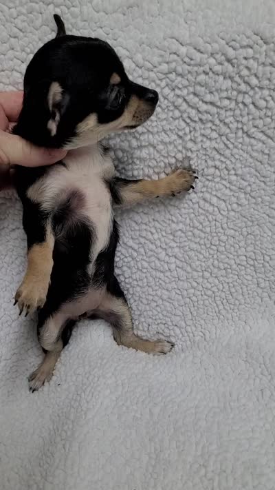 Blanche estimated 4.5lbs, a female Chihuahua for sale in Augusta, GA – 4 of 5