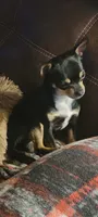 Bluey, a male Chihuahua for sale in Augusta, GA – 5 of 6