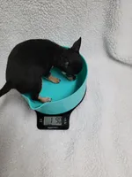 Blanche estimated 4.5lbs, a female Chihuahua for sale in Augusta, GA – 5 of 5