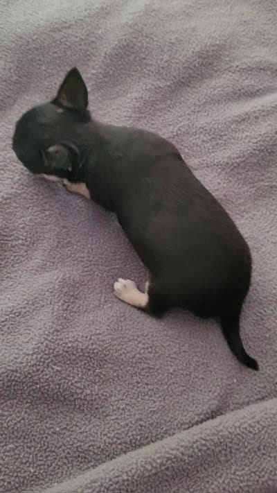 The Golden Girls , a female Chihuahua for sale in Augusta, GA – 5 of 5