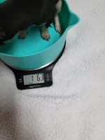 Rose estimated 3.5lbs, a female Chihuahua for sale in Augusta, GA – 3 of 5