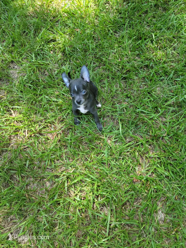 Bluey – Chihuahua puppy for sale in Augusta, GA