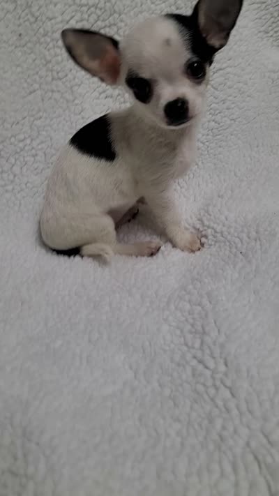 Sophia estimated 3.5lbs, a female Chihuahua for sale in Augusta, GA – 6 of 7
