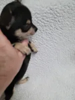 Dorothy estimated 4.5lbs, a female Chihuahua for sale in Augusta, GA – 5 of 6