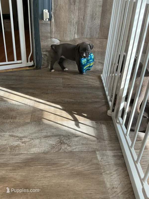 Princess – American Pit Bull Terrier puppy for sale in East Hartford, CT