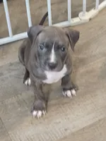 Queen, a female American Pit Bull Terrier for sale in East Hartford, CT – 6 of 6