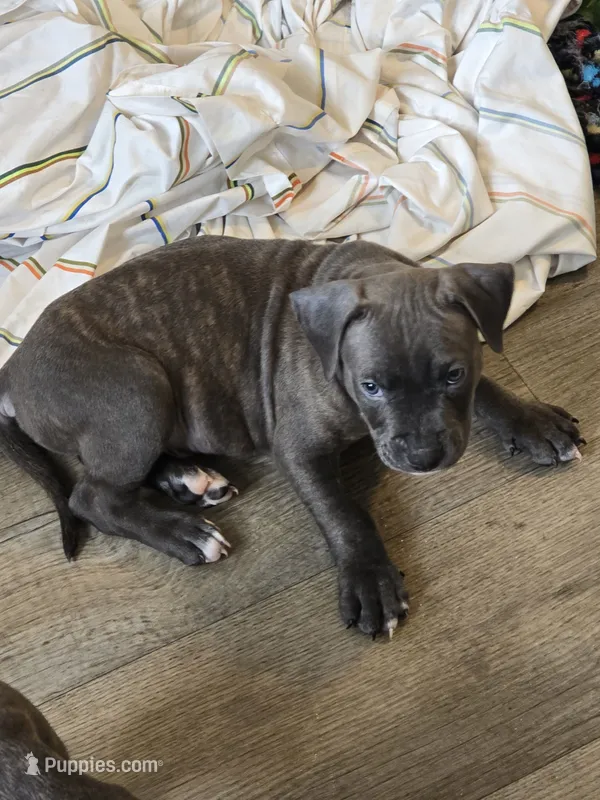 Jack – American Pit Bull Terrier puppy for sale in East Hartford, CT