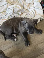 Jack, a male American Pit Bull Terrier for sale in East Hartford, CT – 1 of 1