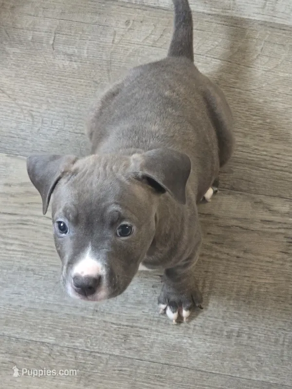 Prince – American Pit Bull Terrier puppy for sale in East Hartford, CT