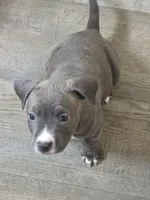 Prince, a male American Pit Bull Terrier for sale in East Hartford, CT – 1 of 1
