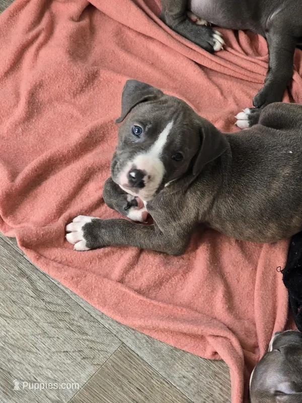 Hershey – American Pit Bull Terrier puppy for sale in East Hartford, CT