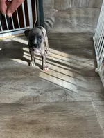 Queen, a female American Pit Bull Terrier for sale in East Hartford, CT – 3 of 6