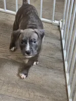 Spunky, a female American Pit Bull Terrier for sale in East Hartford, CT – 1 of 1