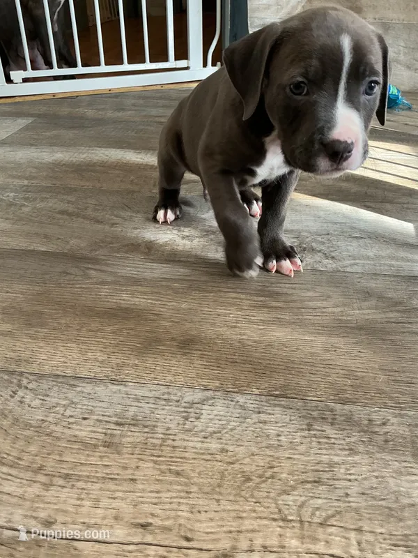 Fox – American Pit Bull Terrier puppy for sale in East Hartford, CT