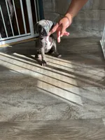 Queen, a female American Pit Bull Terrier for sale in East Hartford, CT – 5 of 6
