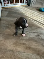 Queen, a female American Pit Bull Terrier for sale in East Hartford, CT – 1 of 1